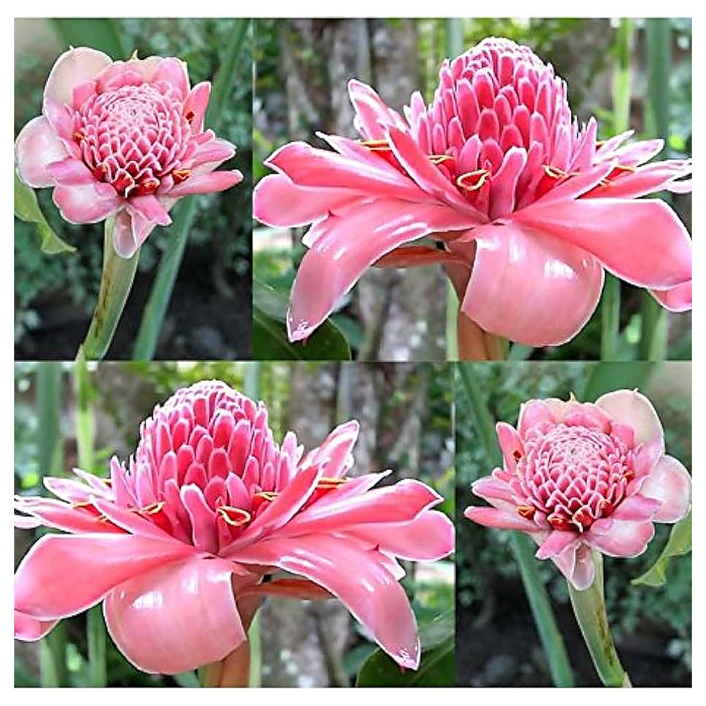 Mixed Colour Etlingera Elatior Torch Ginger Flower Seeds – Heirloom, Non-GMO, High Germination Organic Garden Seeds | Neera Seeds product photo [neera-v4-e991f9c0ab244ae7819c]