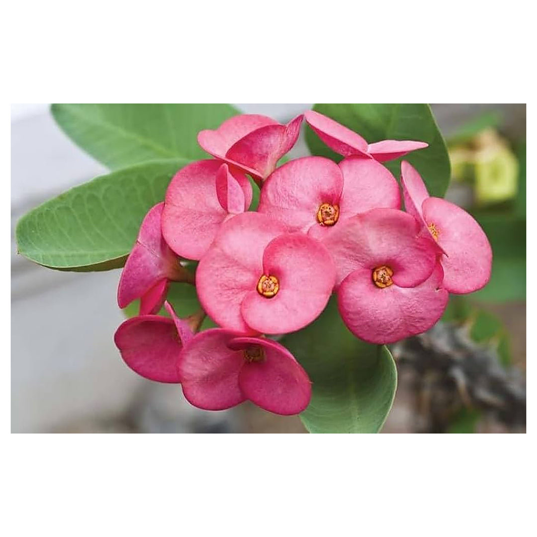 Heirloom Light Pink Euphorbia Milii Flower Seeds for Planting, Non-GMO | Neera Seeds product photo [neera-v4-e99624533b63802cd76a]