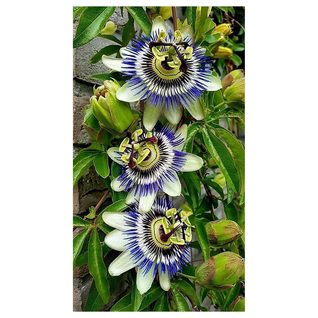 Heirloom Blue Passion Flower Seeds – Non-GMO Exotic Bloom | High Germination Organic Garden Seeds for Planting | Neera Seeds product photo [neera-v4-e99d9bd7188f9183a7c4]