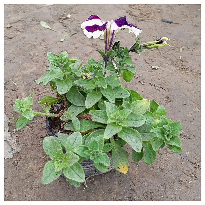 Purple &amp; White Petunia Flower Seeds for Garden Planting - Heirloom, NON-GMO, Easy to Grow | Neera Seeds product photo [neera-v4-e99f32dcfda8c9eb1ba4]