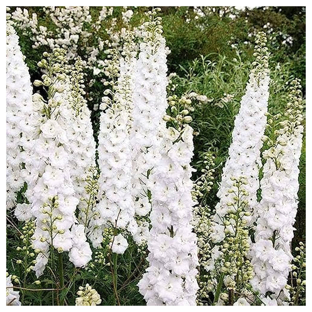 White White Heirloom Non Gmo Giant Delphinium Stunning Blooms In Your Garden Flower Seeds | Neera Seeds product photo [neera-v4-e9a80f6d1cb6427edec4]
