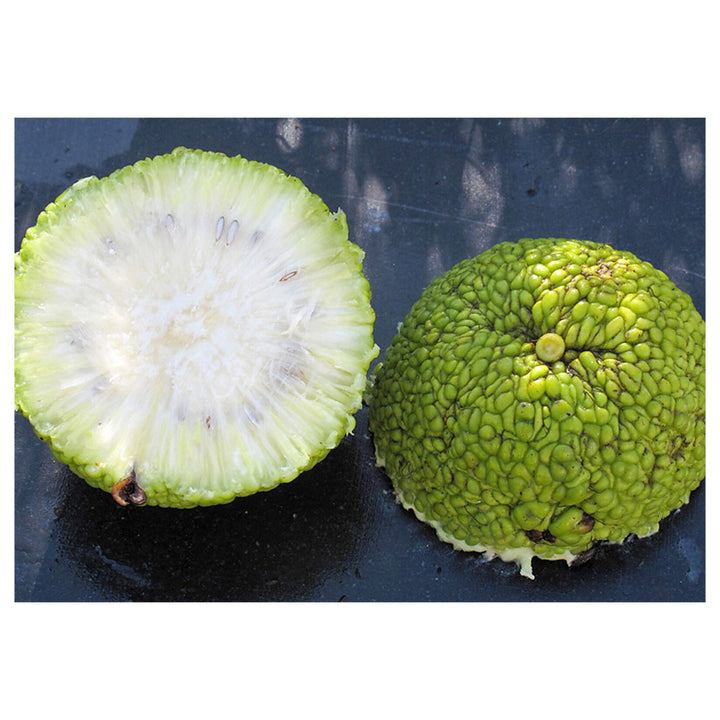 Maclura Pomifera (Osage Orange) Tree Seeds – Hedge, Horse Apple &amp; Green Fruit, Heirloom &amp; Non-GMO Seeds | Neera Seeds product photo [neera-v4-e9a8dfb2c51e5b43affb]