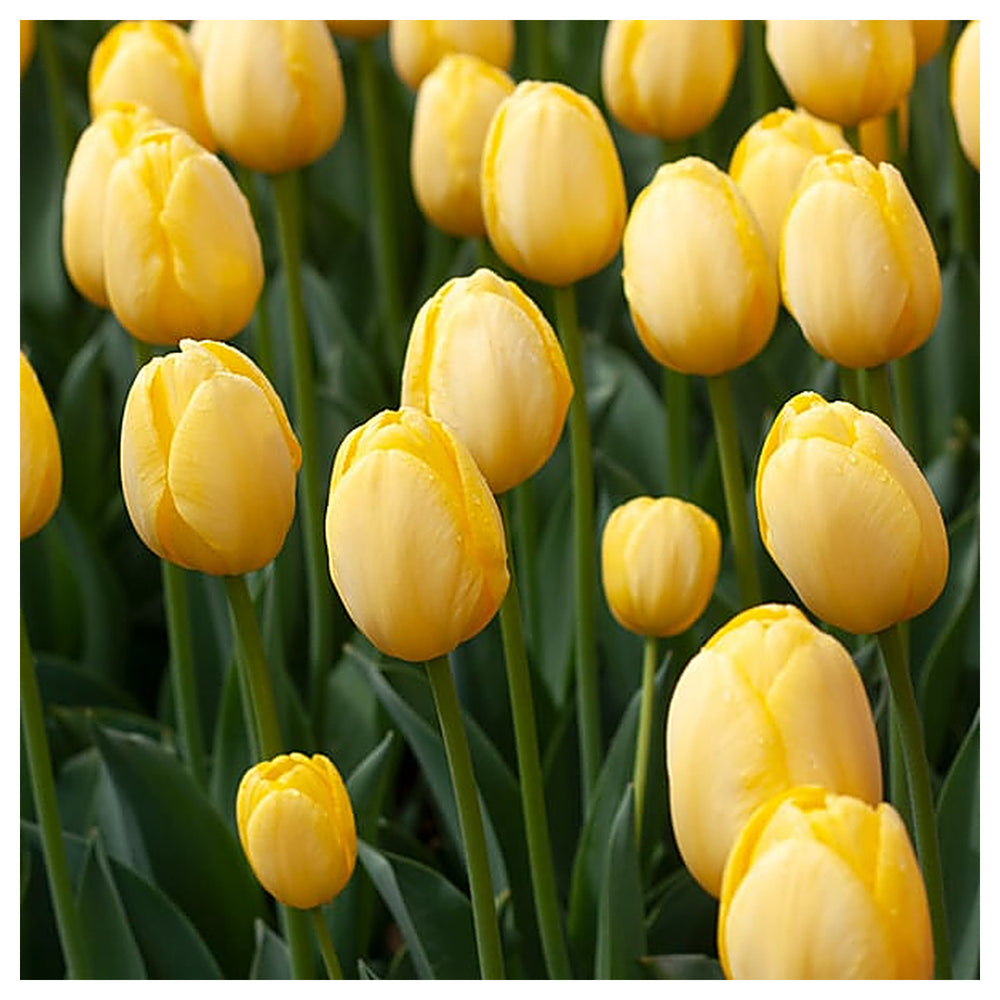 Organic Heirloom Non-GMO Light Yellow Tulip Seeds for Planting – Spring Blooms | Neera Seeds product photo [neera-v4-e9b8a13e8a11ca8f038e]