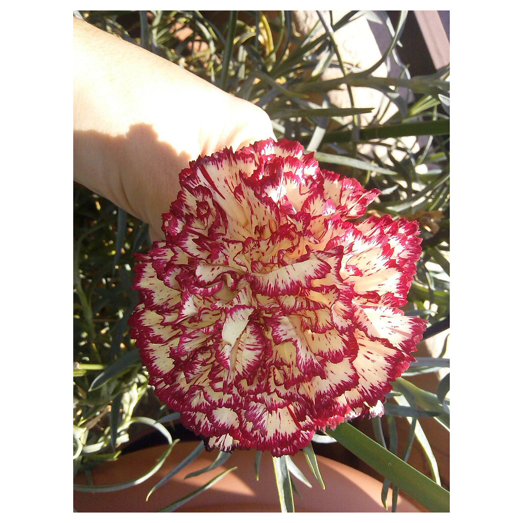 Red Cream Carnation Flower Seeds – Heirloom, Non-GMO, Bi-Color Blooms for Garden Planting | Neera Seeds product photo [neera-v4-e9cb43c7535babb740ba]