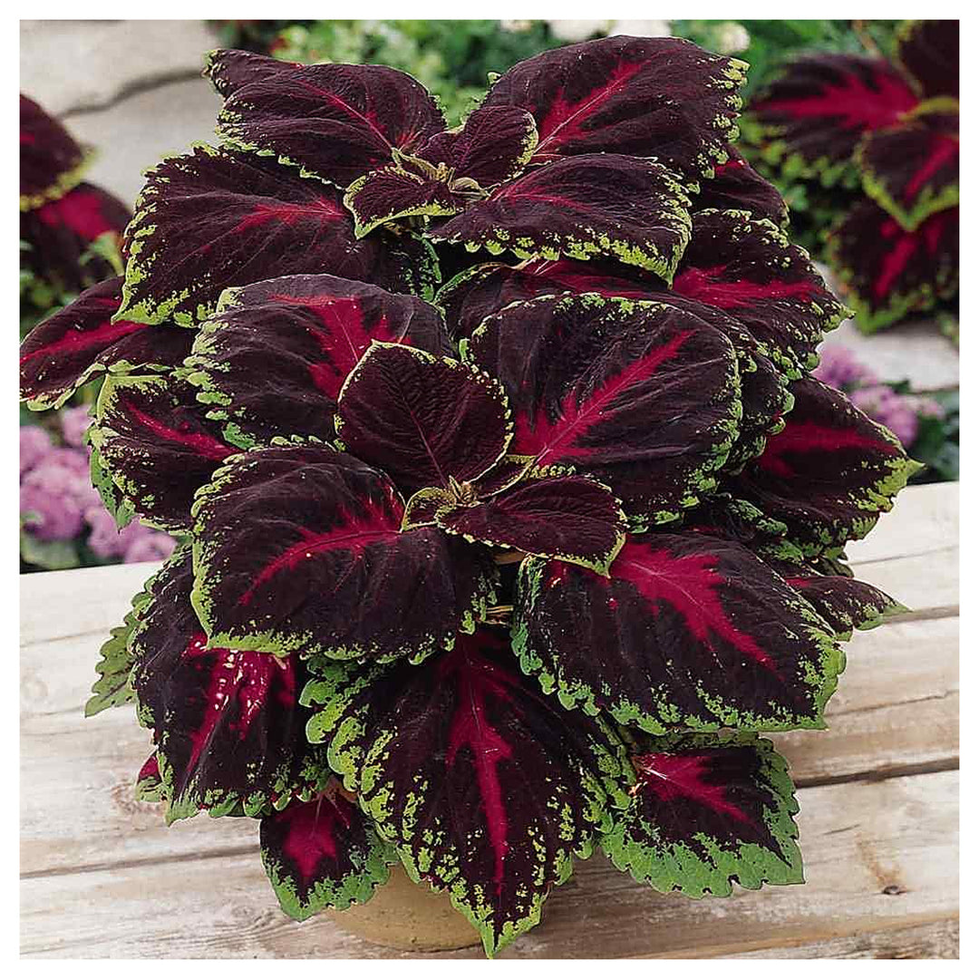 Heirloom Burgundy Green Dragon Coleus Flower Seeds for Planting | Non-GMO Organic Garden Seeds | High Germination F | Neera Seeds product photo [neera-v4-e9d1c5e1bc74cf8559cc]