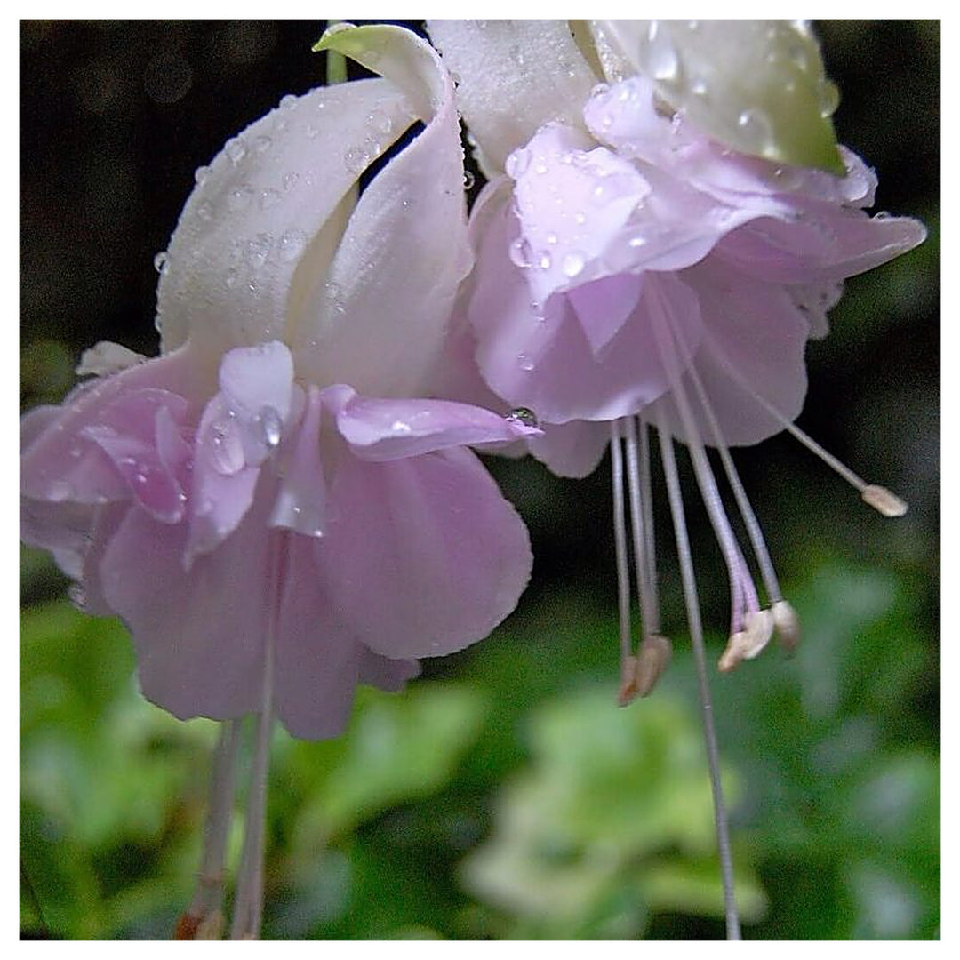 Heirloom Non-GMO Fuchsia Light Violet Flower Seeds for Planting – High Germination Organic Garden Seeds | Neera Seeds product photo [neera-v4-e9dd98a195bf12d6927d]