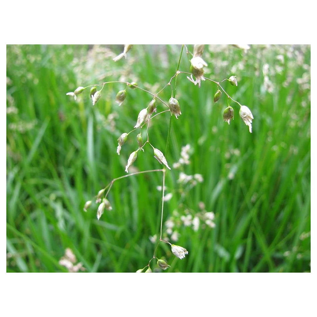 Hierochloe Odorata Grass For Planting Hierochloe Odorata For Herb Gardens And Native Plant Gardens | Neera Seeds product photo [neera-v4-e9ec98fc758f9a44cca4]