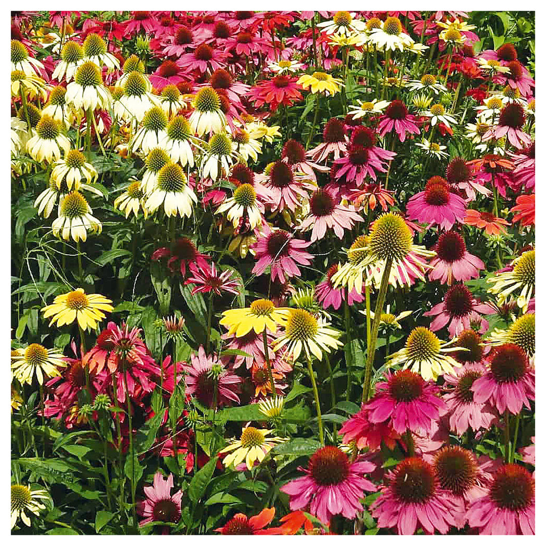 Mixed Echinacea Lustre Wildflower Seeds for Planting – Heirloom Seeds to Attract Pollinators & Butterflies, High Ge | Neera Seeds product photo [neera-v4-e9f437f70a1aef31eb2d]