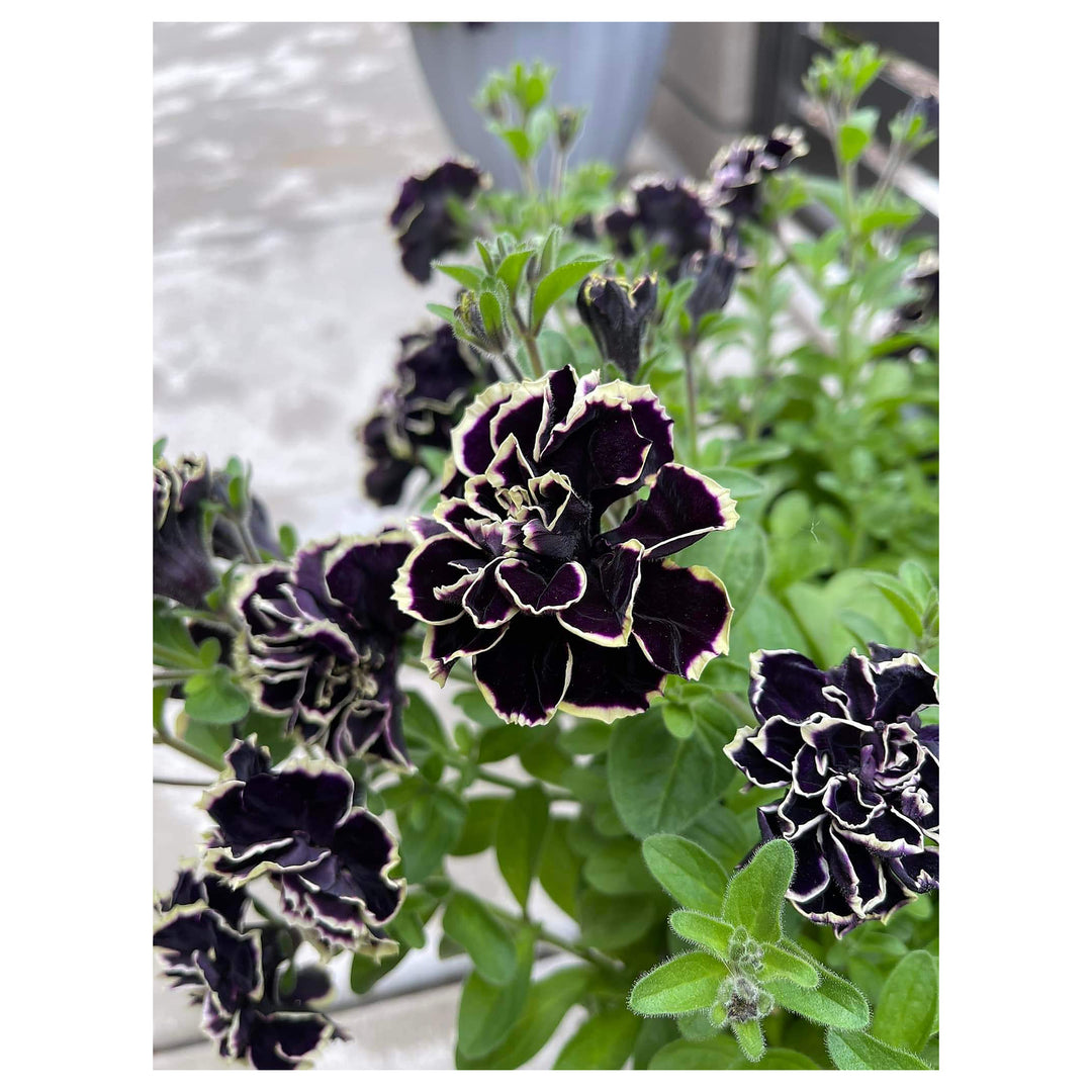 Double Petunia Black Yellow Flower Seeds - Heirloom, Non-GMO, High Germination Organic Garden Seeds for Planting | Neera Seeds product photo [neera-v4-e9f97c369f7771031227]