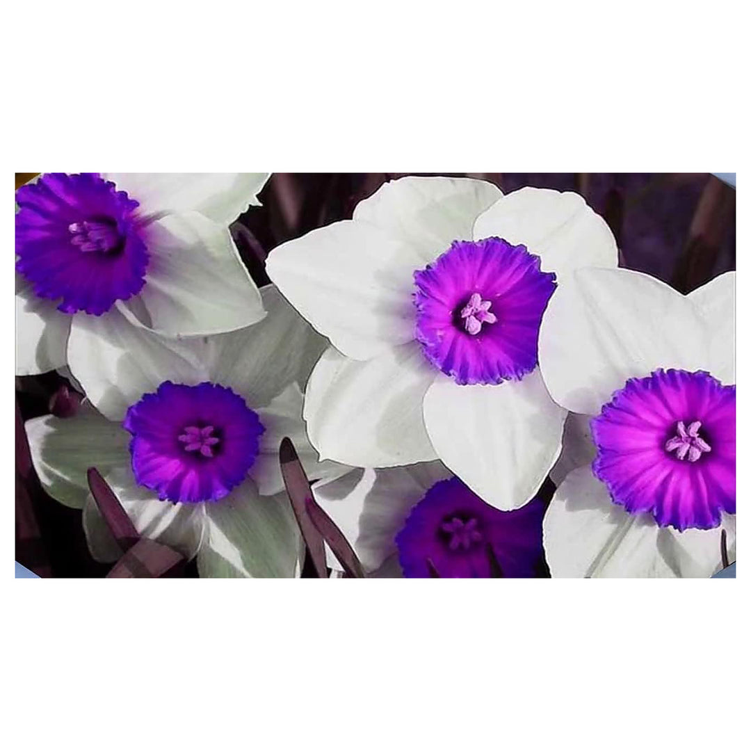Violet White Daffodils Flower Seeds for Planting – Heirloom Non-GMO High Germination Garden Seeds | Neera Seeds product photo [neera-v4-e9fe2892076ab0a55767]