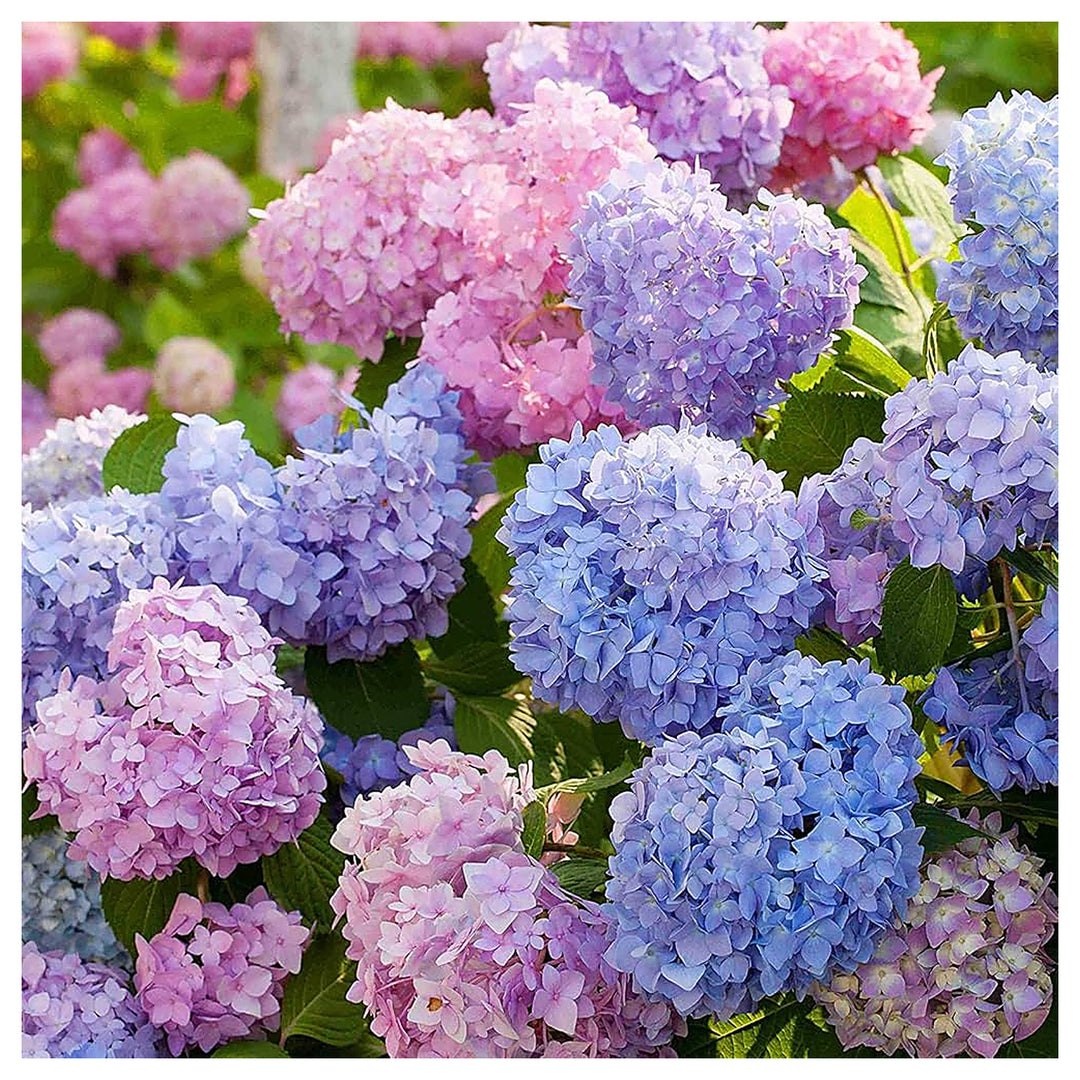 Heirloom Non-GMO Multi-Colored Hydrangea Flower Seeds for Garden Borders and Ornamental Planting | Neera Seeds product photo [neera-v4-ea0d38d8e4cd10d73c5f]