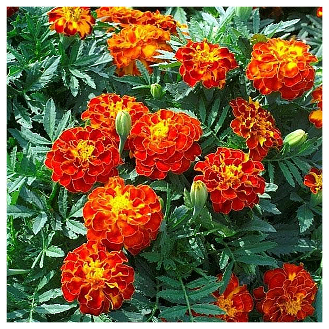 French Marigold Flower Seeds – Heirloom, Non-GMO, High Germination Organic Garden Seeds for Planting | Neera Seeds product photo [neera-v4-ea14af9ca17f06566823]