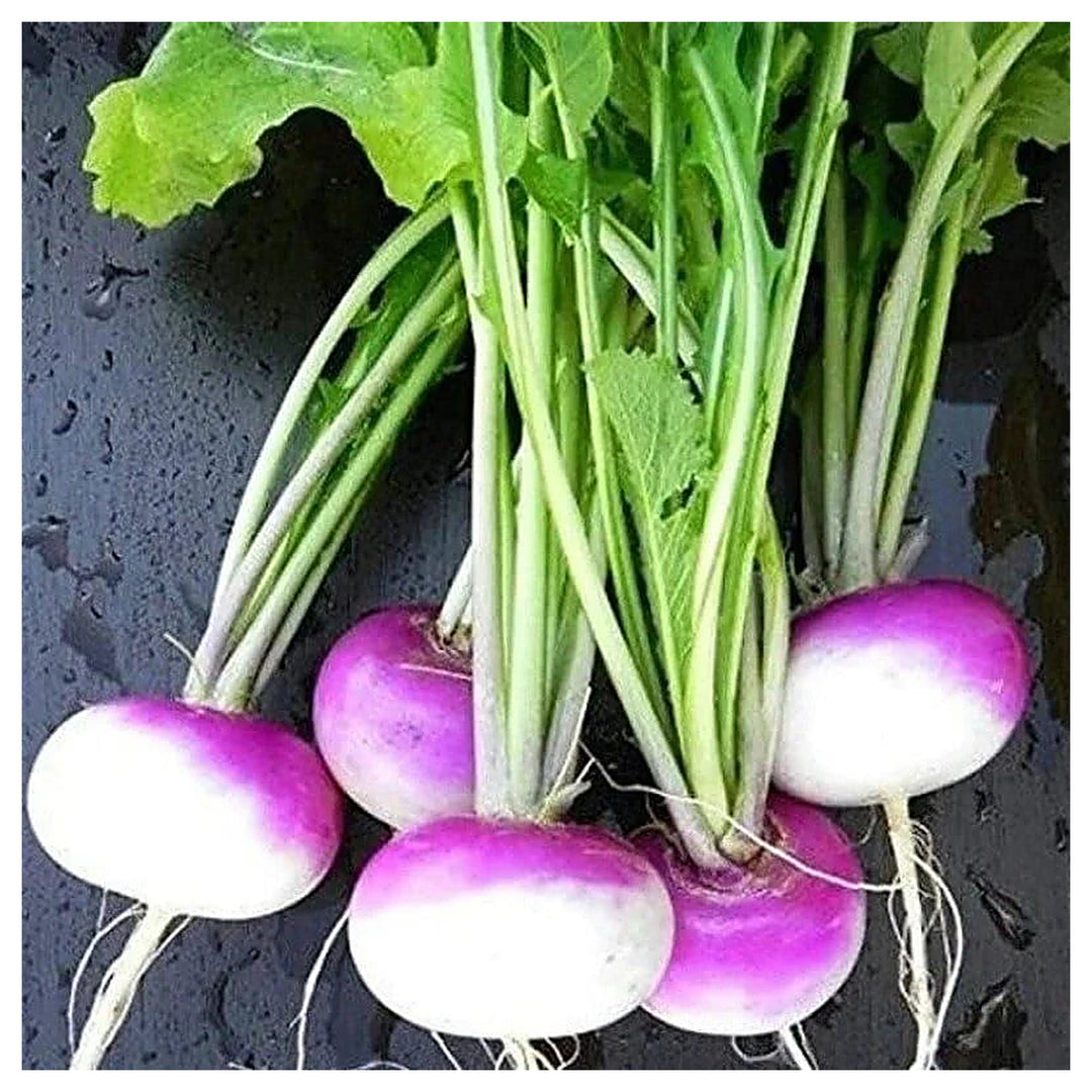 Turnip Purple Top Seeds – Heirloom, Fast-Growing, High Yield Vegetable Seeds for Home Garden | Neera Seeds product photo [neera-v4-ea3f9204709e3af97b86]