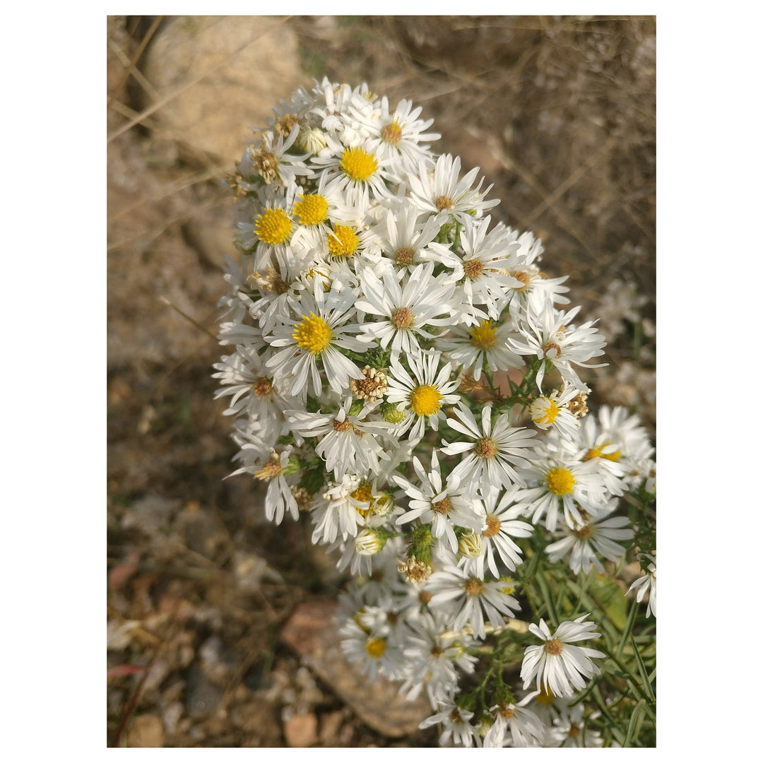 White Prairie Aster Flower Seeds for Planting | Heirloom Non-GMO High Germination Organic Garden Seeds | Neera Seeds product photo [neera-v4-ea4ff8eef81e08cbdff8]