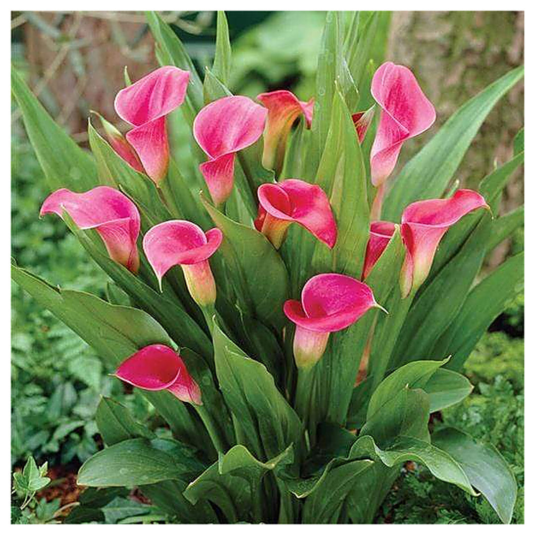 Heirloom Non-GMO Pink Zantedeschia Calla Lily Flower Seeds for Planting – Garden Blooms, High Germination | Neera Seeds product photo [neera-v4-ea5176011691929e0704]