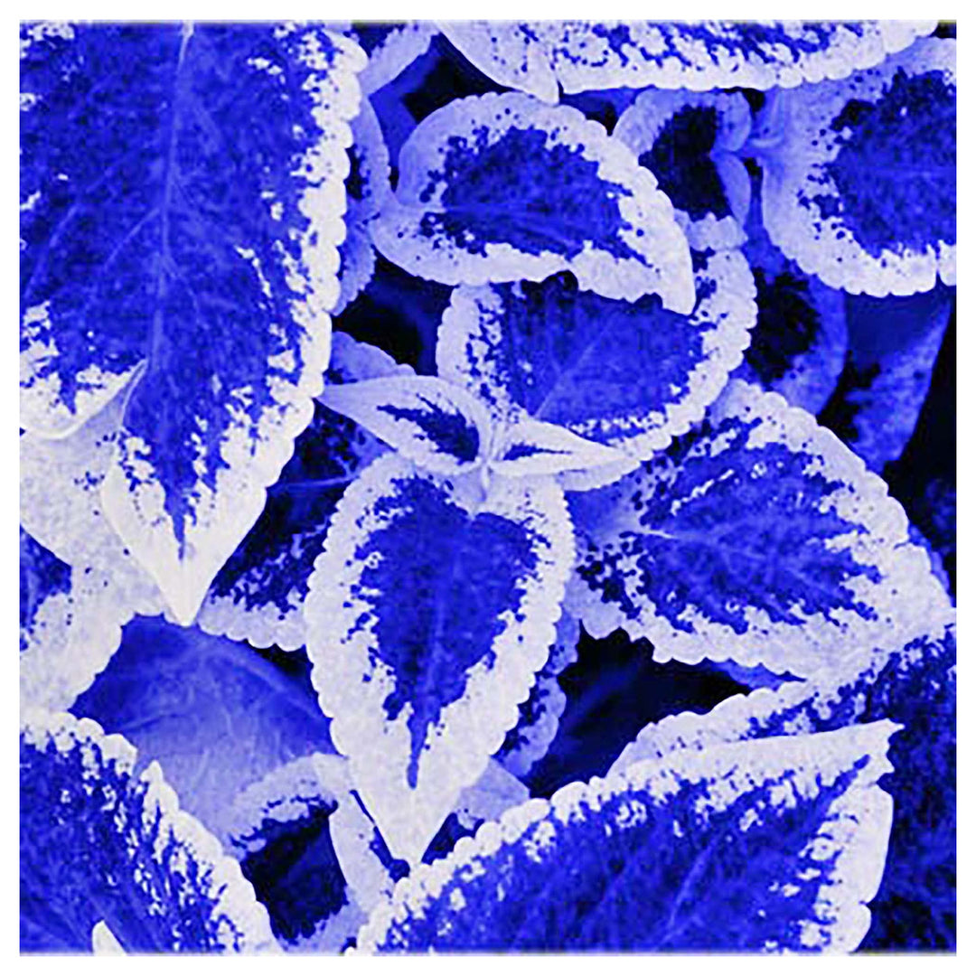 Blue Dragon Coleus Flower Seeds – Heirloom Non-GMO High Germination Organic Garden Seeds for Planting | Neera Seeds product photo [neera-v4-ea5da34c2fcd840c9d42]