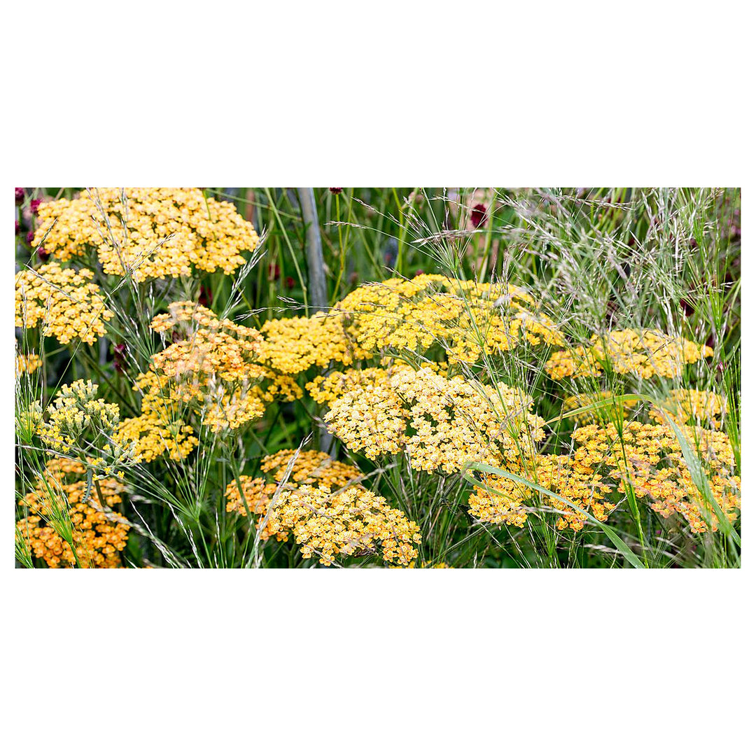 Heirloom Non-GMO Achillea Flower Seeds for Planting – Drought-Tolerant Medicinal &amp; Ornamental Blooms | Neera Seeds product photo [neera-v4-ea683bc5ac6b1de6caa9]