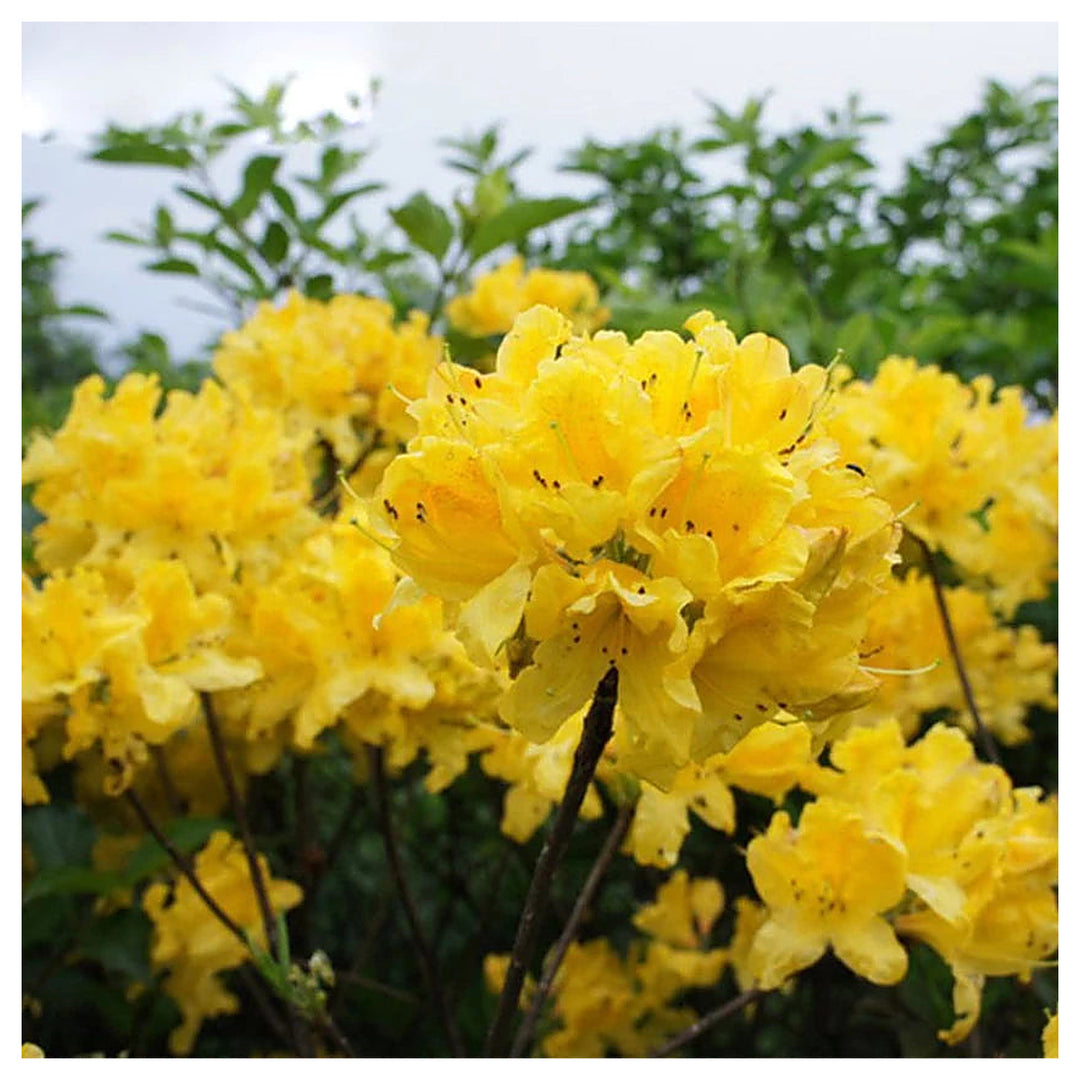 Light Yellow Azalea Flower Seeds for Planting – Heirloom, Non-GMO, High Germination Bright Ornamental Shrub Seeds | Neera Seeds product photo [neera-v4-ea772f2e5e6b1def2642]