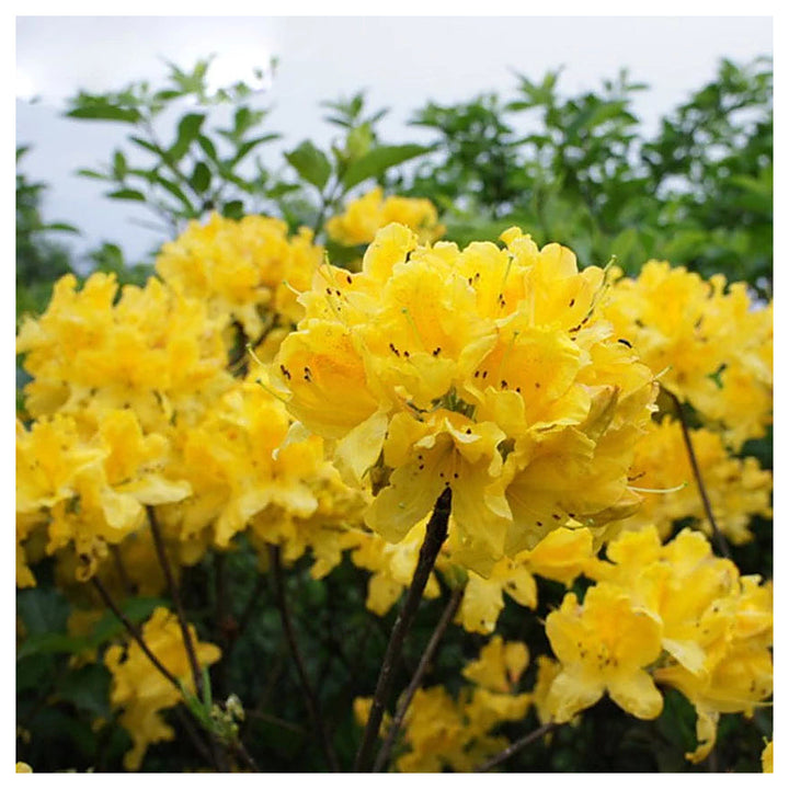 Light Yellow Azalea Flower Seeds for Planting – Heirloom, Non-GMO, High Germination Bright Ornamental Shrub Seeds | Neera Seeds product photo [neera-v4-ea772f2e5e6b1def2642]