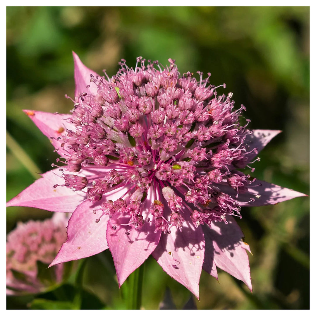 Heirloom Non-GMO Astrantia Pincushion Flower Seeds – Perennial Seeds for Planting, High Germination Organic Garden  | Neera Seeds product photo [neera-v4-ea7abaeb388be9f8fb8b]