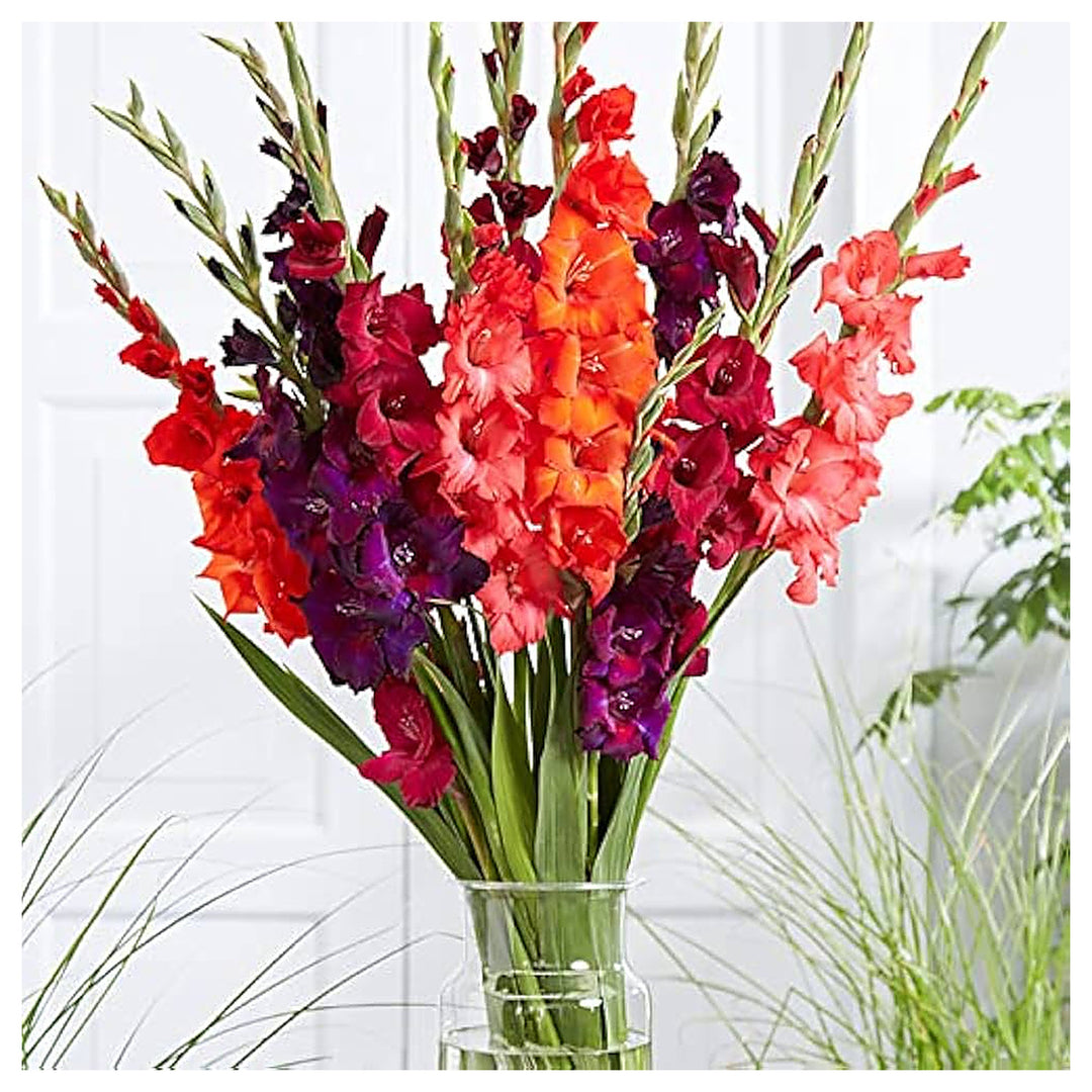 Gladiolus Mix Gladiolus Spp Planting Home Garden Spring Flowers Flower Seeds Home Garden | Neera Seeds product photo [neera-v4-ea81f7924cd49f3d5551]