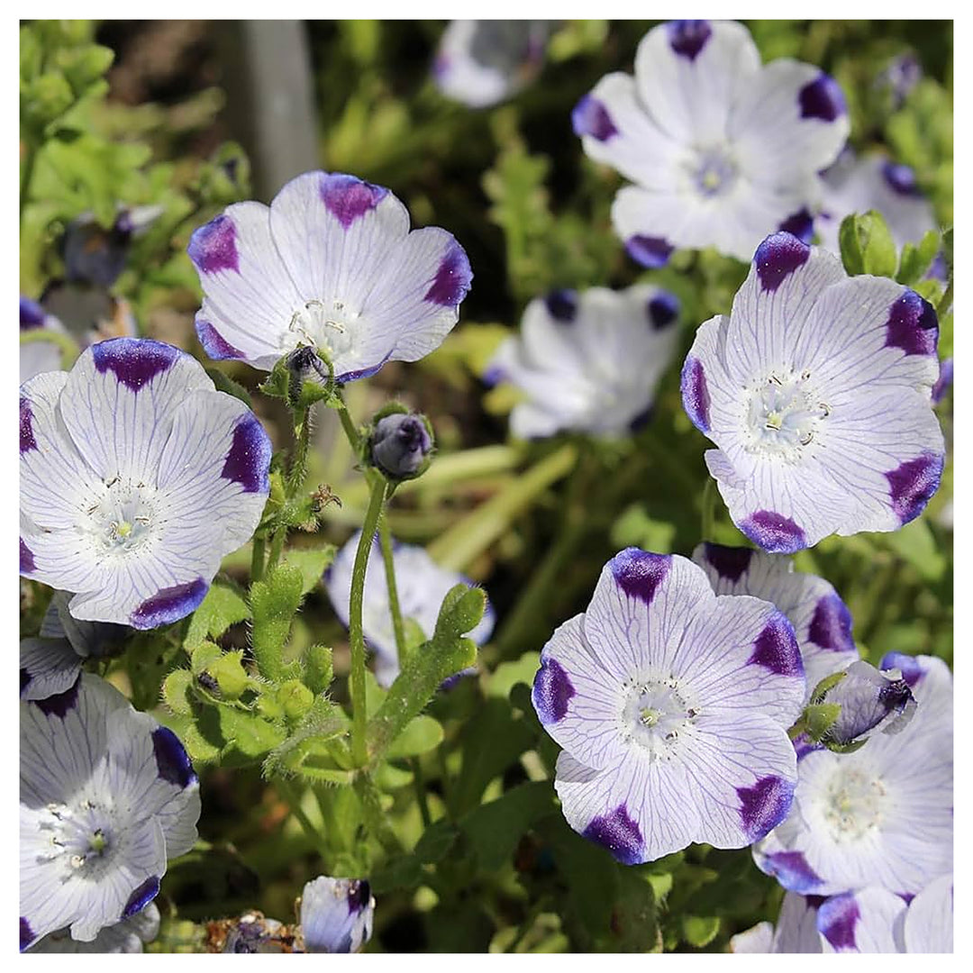 Five Spot Nemophila Maculata Flower Flower Seeds Home Garden Planting, Decorative Organic | Neera Seeds product photo [neera-v4-eab127b7cb0162ba338c]