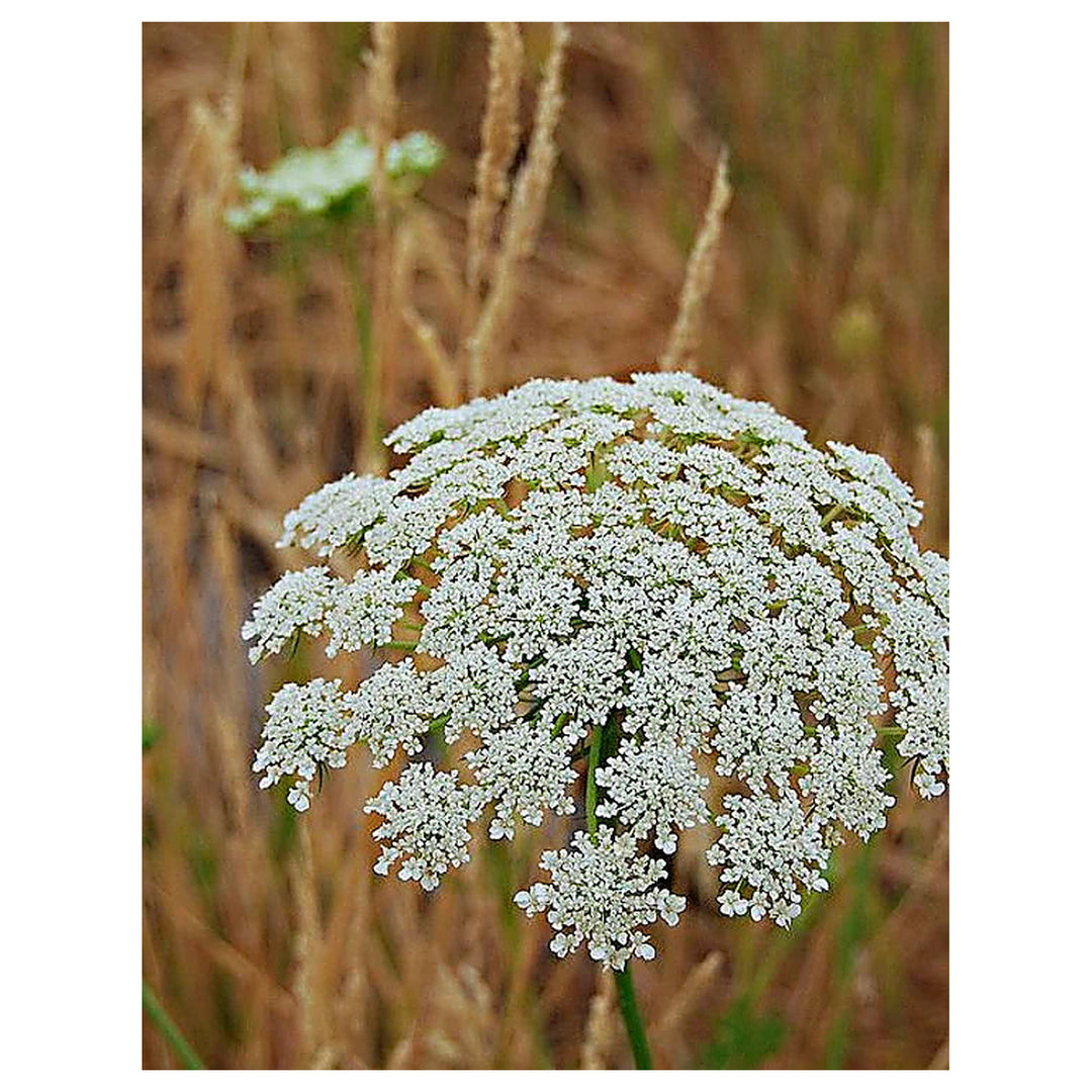 Queen Anne's Lace White Flower Seeds for Planting - Heirloom, NON-GMO, High Germination Organic Garden Seeds | Neera Seeds product photo [neera-v4-eabf4f7f09ee5e837c9b]