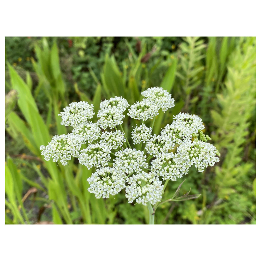 Heirloom Non-GMO Cicuta Maculata Flower Seeds for Planting – Unique Wetland Wildflower Blooms | Neera Seeds product photo [neera-v4-eac45006e0cdc8b9c643]