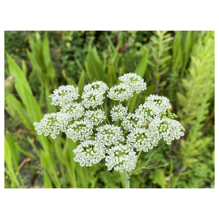 Heirloom Non-GMO Cicuta Maculata Flower Seeds for Planting – Unique Wetland Wildflower Blooms | Neera Seeds product photo [neera-v4-eac45006e0cdc8b9c643]