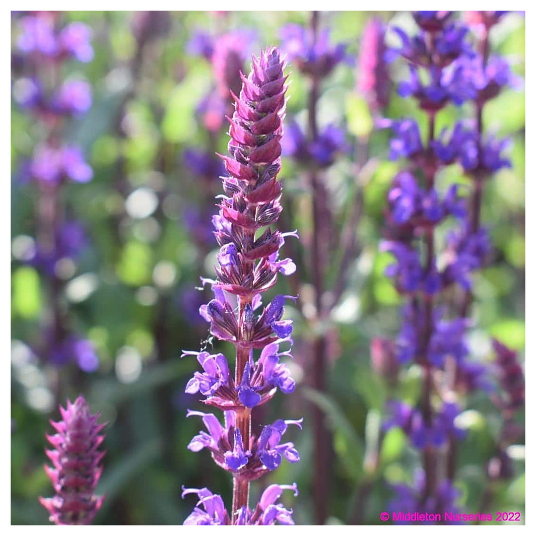 Organic Heirloom Non-GMO Nemorosa Seeds for Planting – Woodland Garden Blooms | Neera Seeds product photo [neera-v4-eac851f911e856617f3e]