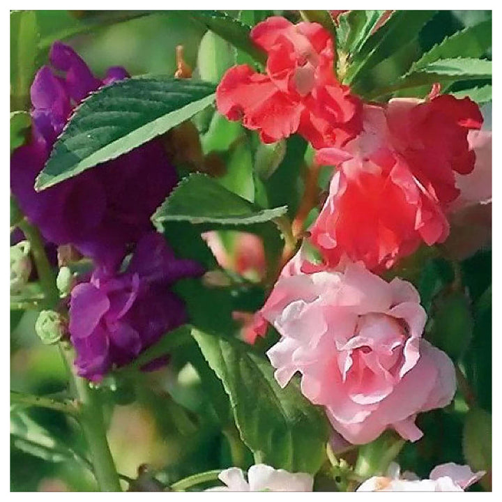 Heirloom Non-GMO Mixed Impatiens Balsamine Flower Seeds – Colorful Blooms for Garden Planting | Neera Seeds product photo [neera-v4-eacbe12bceff72525dfa]