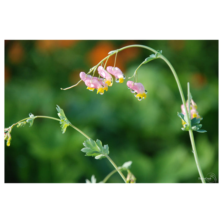 Heirloom Non-GMO Pink Rock Harlequin Flower Seeds for Woodland Wildflower Garden Plantin | Neera Seeds product photo [neera-v4-ead21b207ac2a335a653]