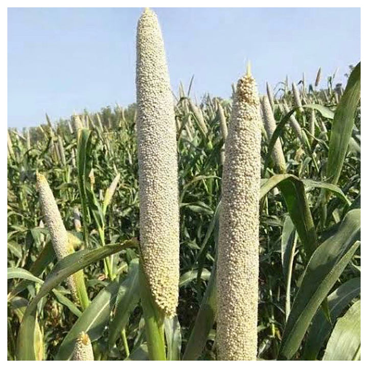 Pearl Millet Seeds for Planting – Heirloom, Non-GMO Bajra Seeds for High-Yield Grain and Fodder Production | Neera Seeds product photo [neera-v4-eae509800b07ca52be24]
