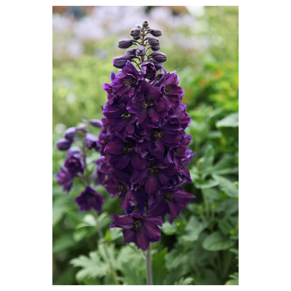 Heirloom Delphinium 'Black Knight' Seeds - Non-GMO, High Germination Organic Tall Perennial Garden Seeds for Planti | Neera Seeds product photo [neera-v4-eae939e955bf2587391b]