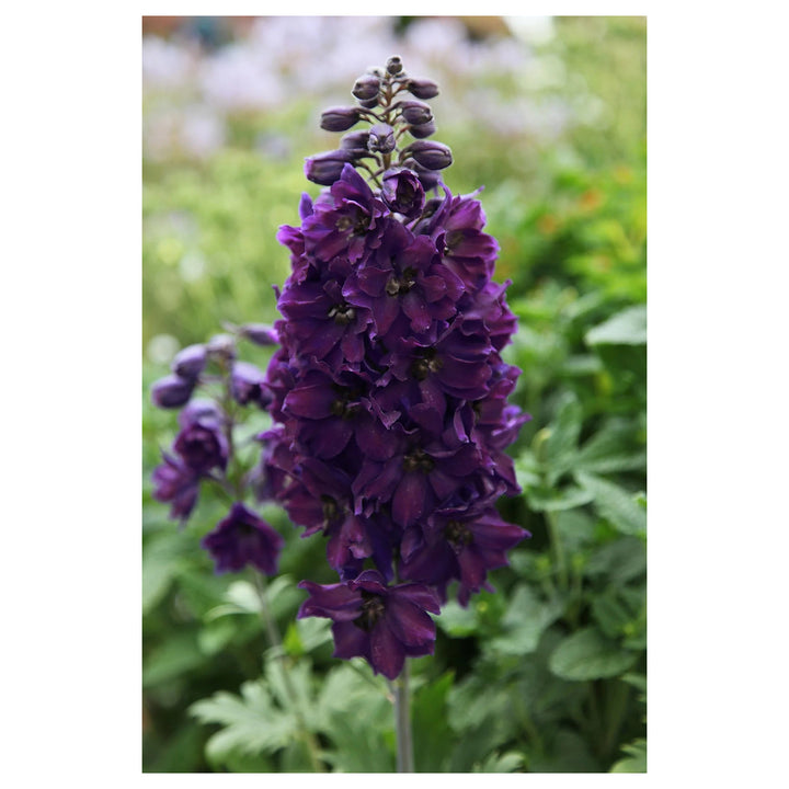 Heirloom Delphinium &