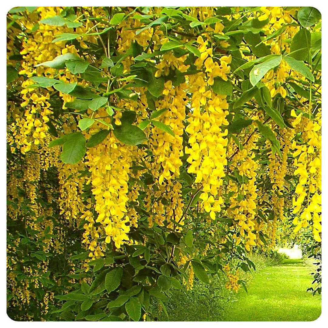 Blooming Flower Seeds for Planting – 100 pcs Heirloom Non-GMO Seeds for Vibrant Garden Blooms | Neera Seeds product photo [neera-v4-eaf0b219f4c95d47795a]