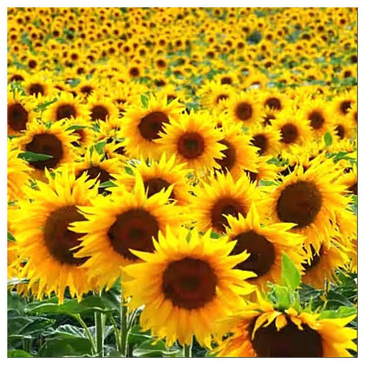 Buzzy Lot Of Grow Kit Sunflower Carrot Daisy Heirloom Non Gmo Flower Seeds Home Garden | Neera Seeds product photo [neera-v4-eafd1500ec30ac5eab52]