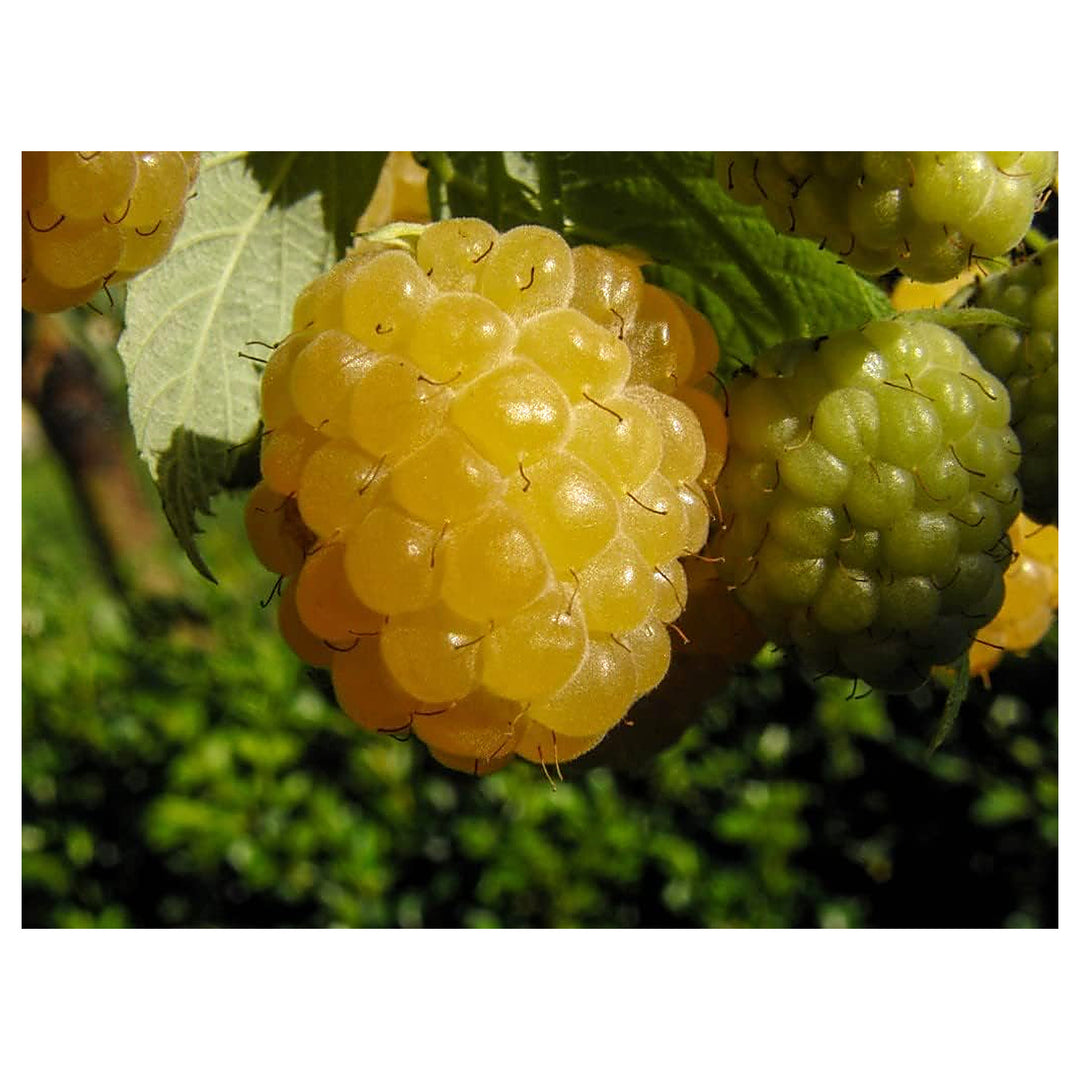 Blackberry Seeds for Planting | Heirloom Non-GMO Organic Garden Seeds for Fresh, Juicy Blackberries | Neera Seeds product photo [neera-v4-eb024462a555be9acf6f]