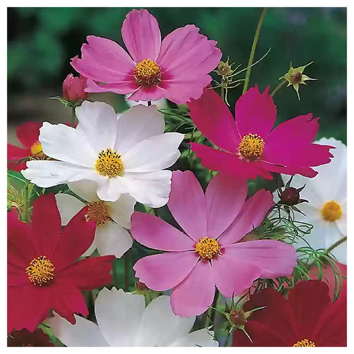 Mix Cosmos Flower Seeds for Planting – Vibrant, Non-GMO, Heirloom Seeds, High Germination, Organic Garden | Neera Seeds product photo [neera-v4-eb09397a4b40b7894ee9]