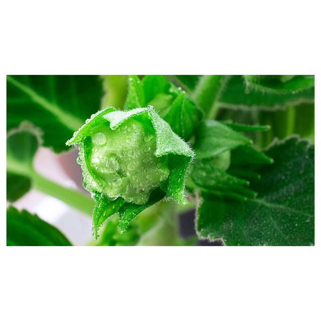 Heirloom Non-GMO Green Gloxinia Flower Seeds – High Germination Exotic Fuzzy Blooms for Planting | Neera Seeds product photo [neera-v4-eb0d84b440988612c6d2]