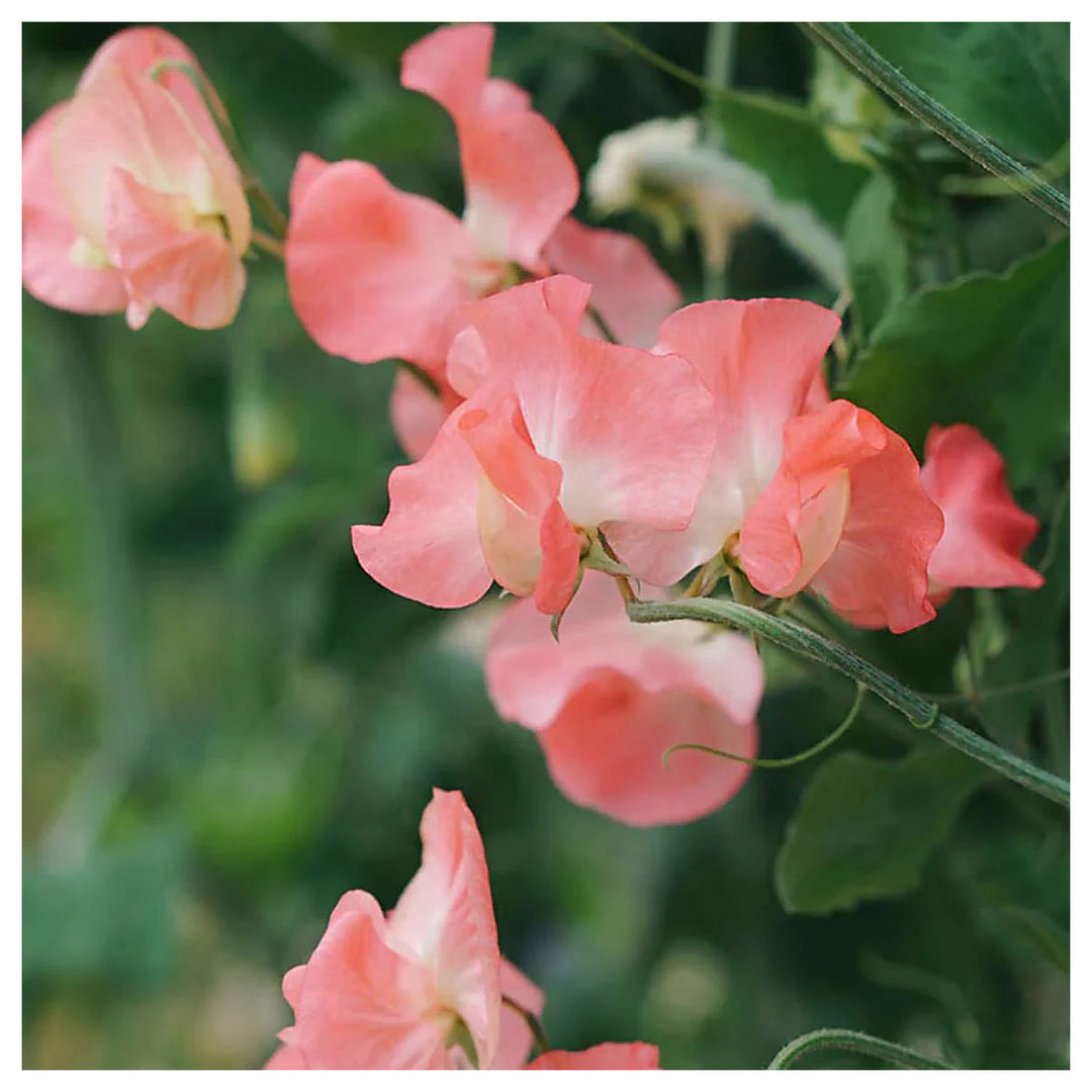 Sweet Pea Elegance Watermelon Flower Seeds for Planting – Heirloom Non-GMO Seeds Fragrant Blooms | Neera Seeds product photo [neera-v4-eb122342bce433d42ca2]