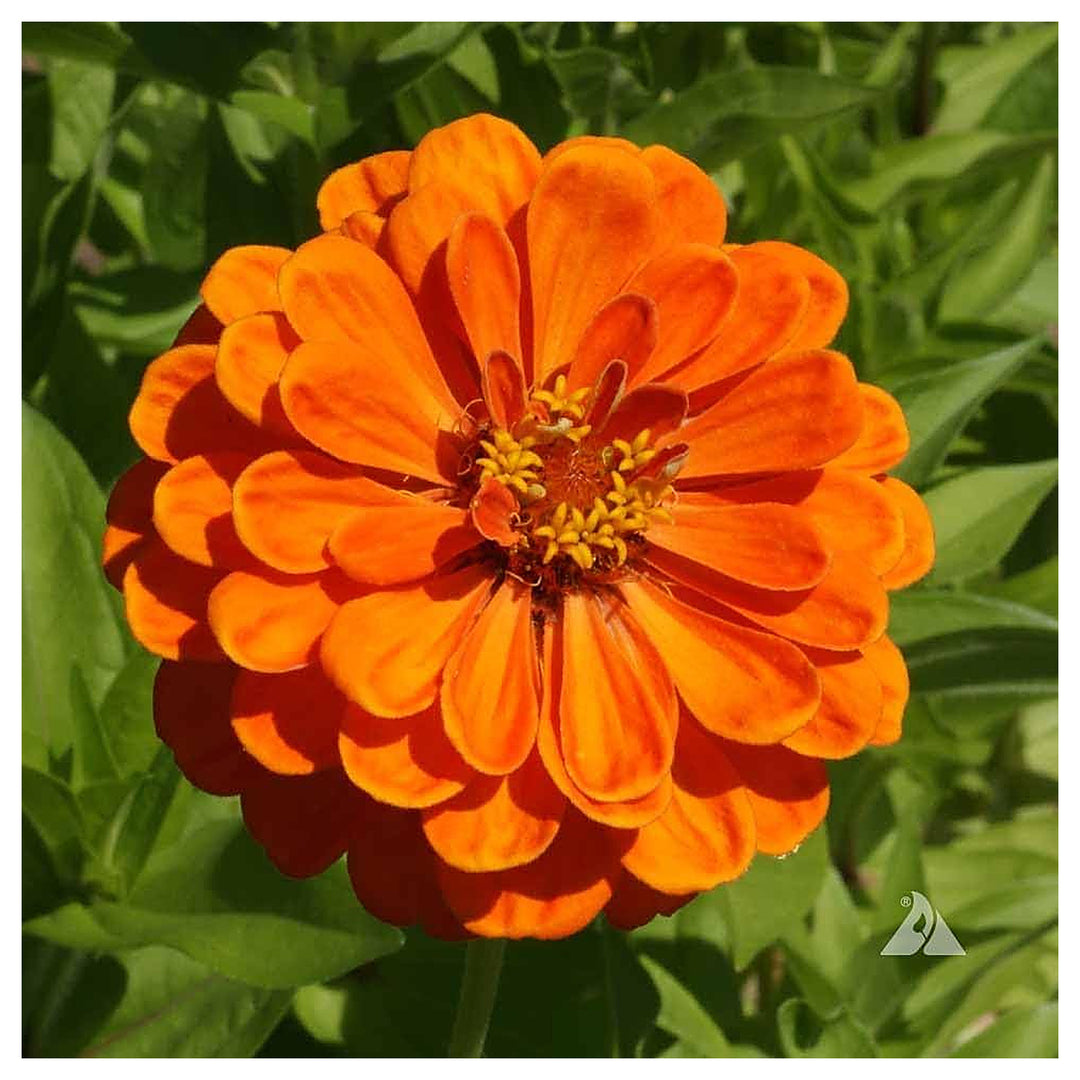 Orange Yellow Zinnia Flower Seeds for Planting – Heirloom Non-GMO High Germination Garden Seeds | Neera Seeds product photo [neera-v4-eb18681bae1bfeab0e0f]