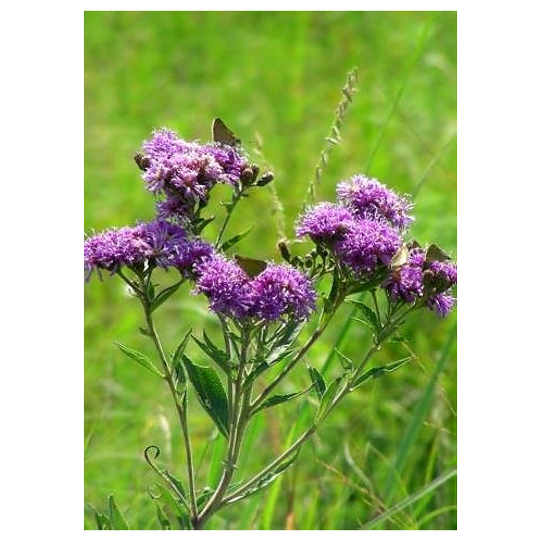 Common Ironweed Vernonia Noveboracensis Planting Wildflower Meadow Bee Garden Flower Seeds | Neera Seeds product photo [neera-v4-eb262c8024afa6aab20a]