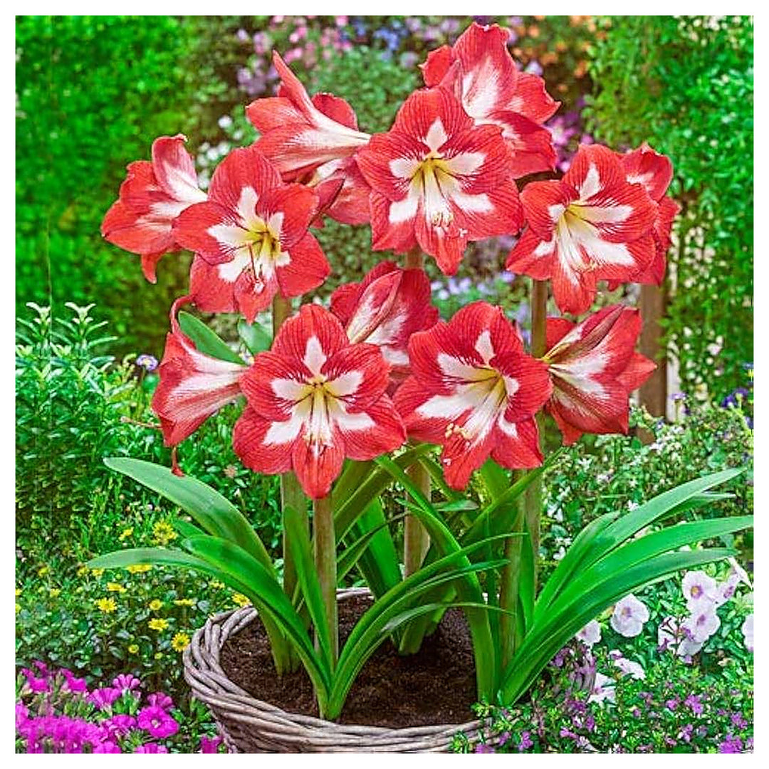 Hippeastrum Flower Seeds Green Red for Planting – Non-GMO Organic Garden Seeds, High Germination | Neera Seeds product photo [neera-v4-eb2ade0f05adb986cf43]