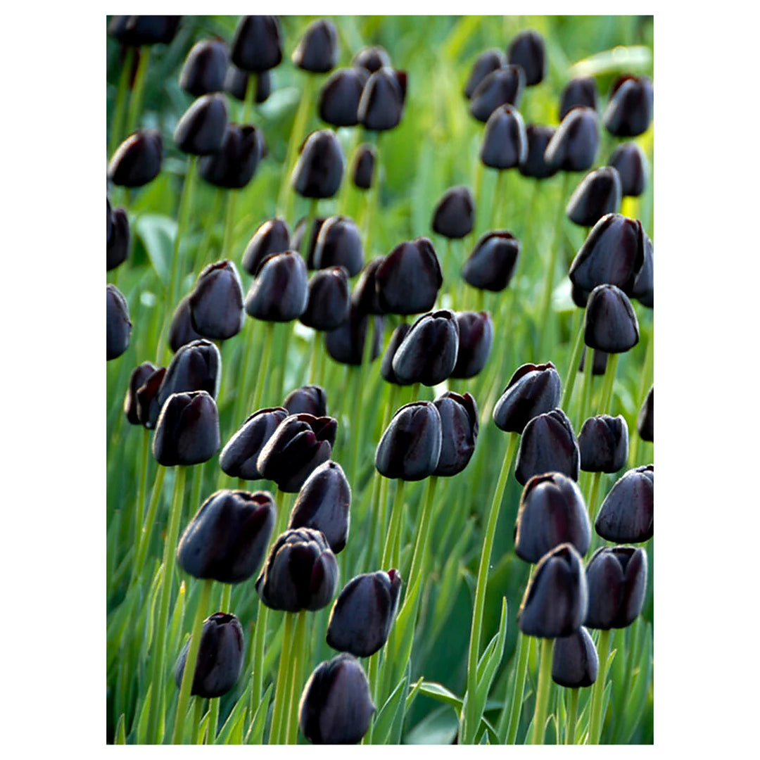 Dark Blue Tulip Flower Seeds – Queen of the Night Heirloom, Non-GMO, High Germination Organic Garden Seeds for Plan | Neera Seeds product photo [neera-v4-eb3599833fd07a5a4191]