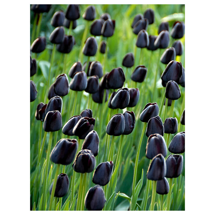 Dark Blue Tulip Flower Seeds – Queen of the Night Heirloom, Non-GMO, High Germination Organic Garden Seeds for Plan | Neera Seeds product photo [neera-v4-eb3599833fd07a5a4191]