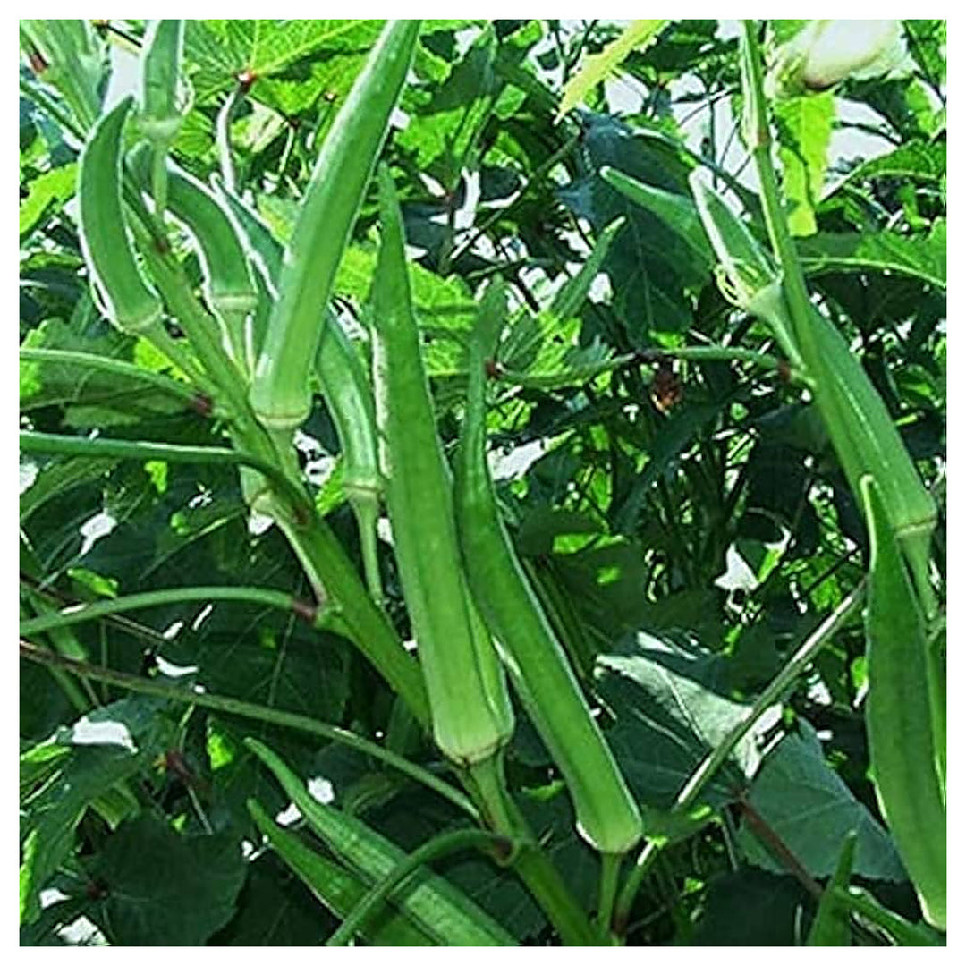 Okra (Winter Variety) Seeds for Planting – Heirloom, Non-GMO Vegetable Seeds for Home Garden, High Yield &amp; Heat Tol | Neera Seeds product photo [neera-v4-eb4254501cf51ef97ad6]