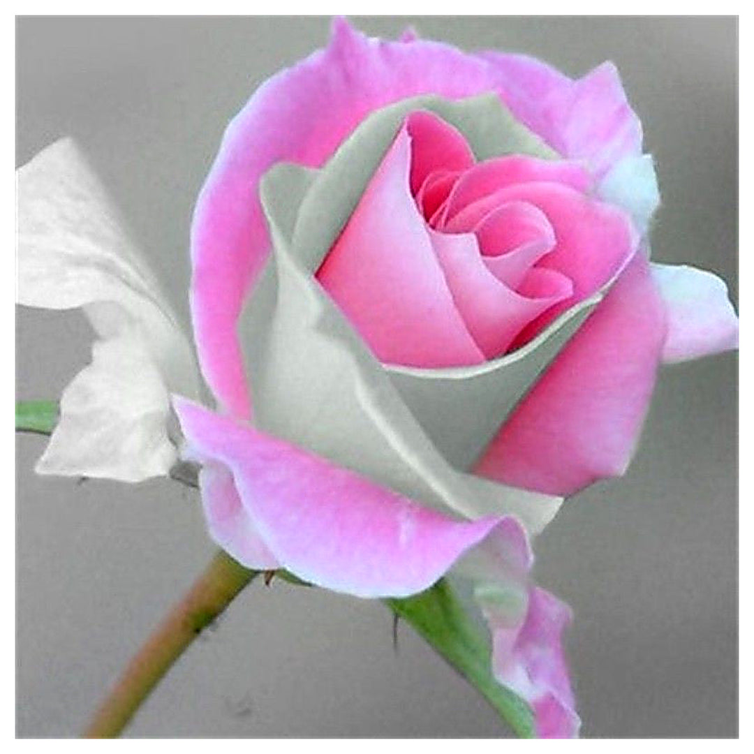 Green Pink Rose Heirloom Seeds for Planting – Non-GMO Organic Garden Seeds, High Germination | Neera Seeds product photo [neera-v4-eb451fcb598610a20f00]