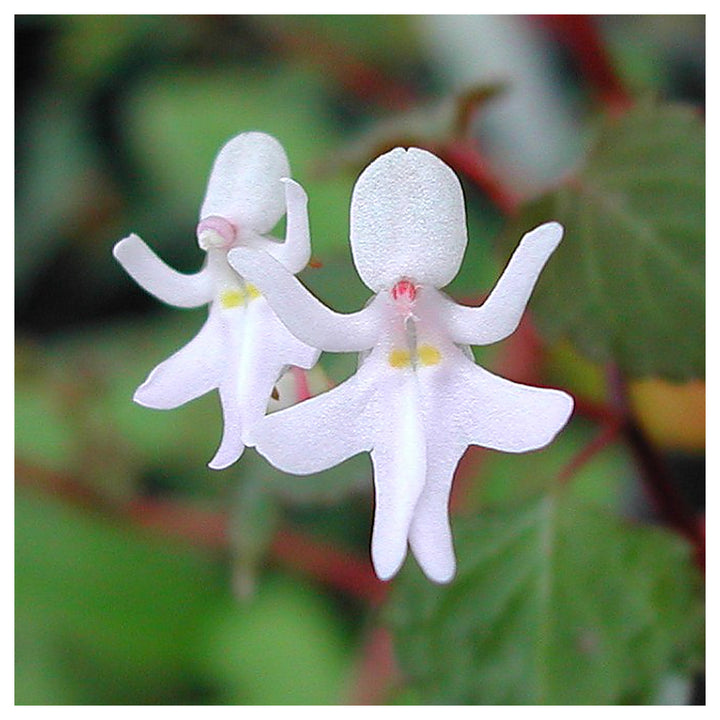 Heirloom Non-GMO Impatiens Bequaertii Flower Seeds for Planting – Rare Shade-Loving Seeds | Neera Seeds product photo [neera-v4-eb4d0443fb2cdc2a5134]