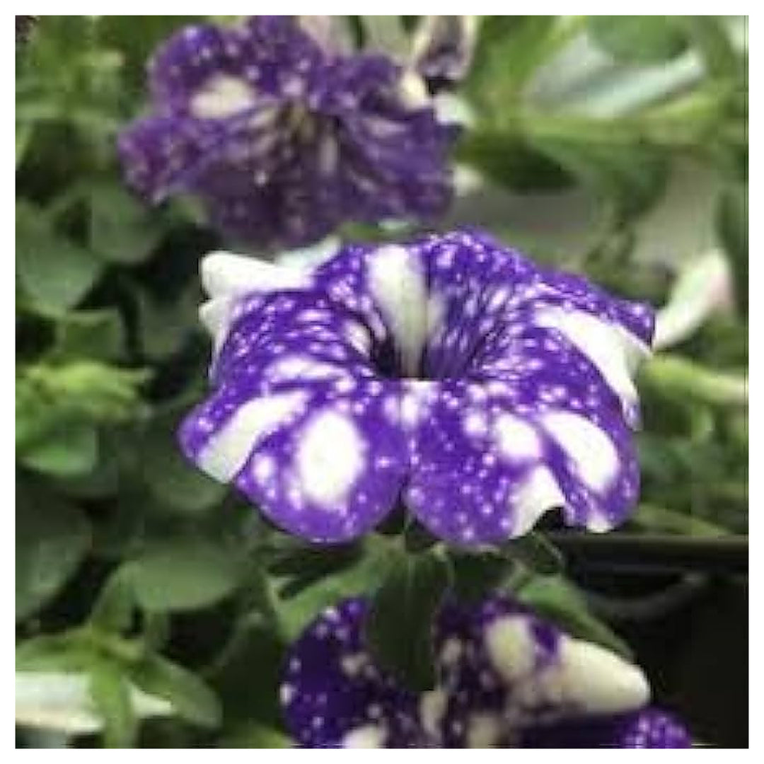 Tacoli Bonsai Petunia Flower Seeds for Planting - Heirloom, NON-GMO Seeds - Easy to Grow Blooms | Neera Seeds product photo [neera-v4-eb62210b57dc100c35c3]